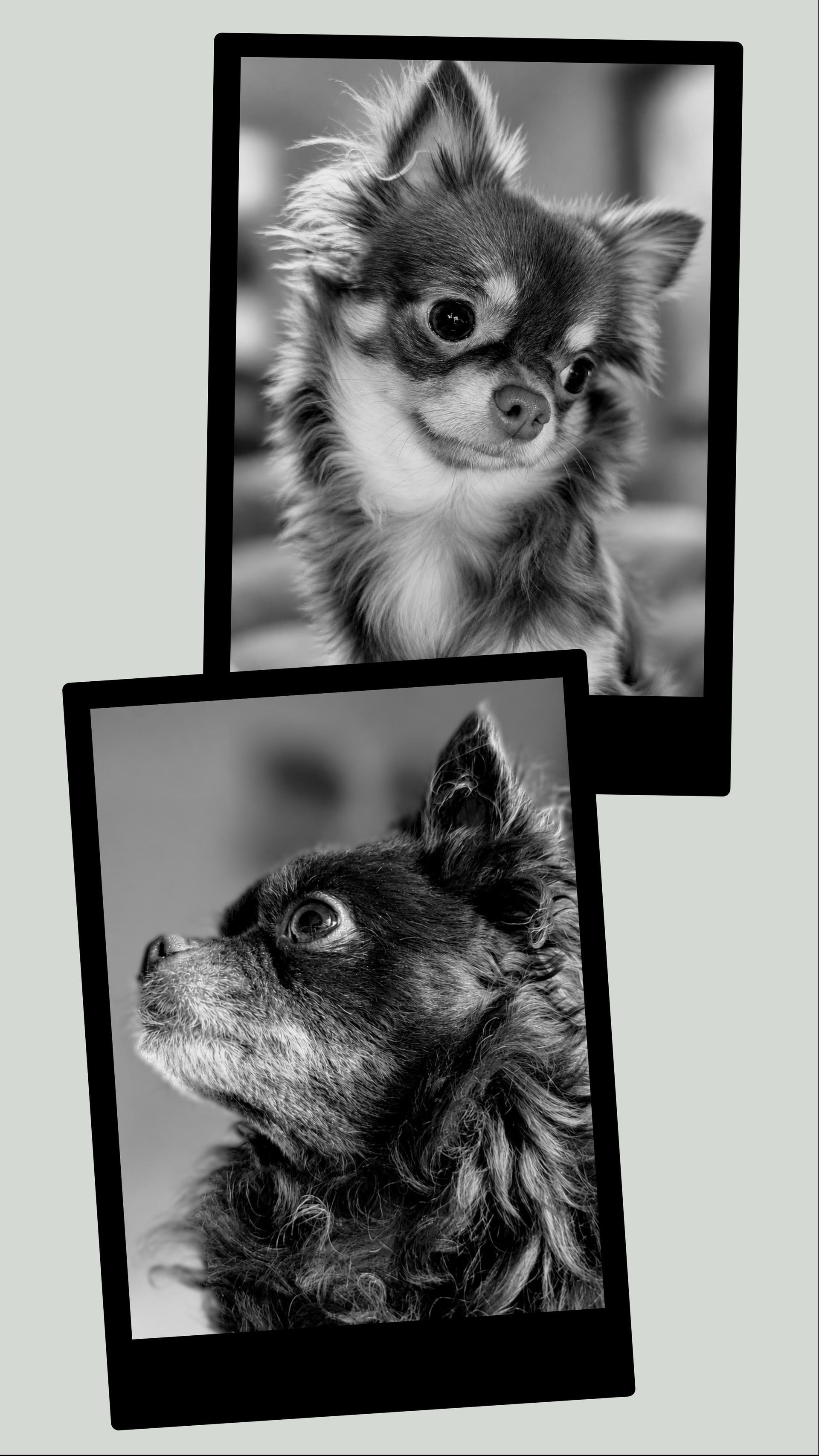 Veterinary Clinic — Sadie B. in Blair, NE
