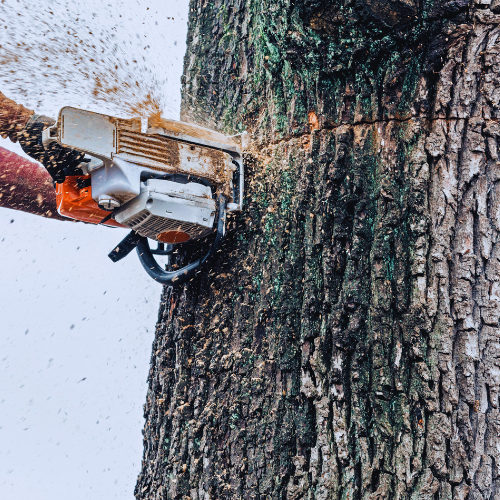 Tree Removal Henrico VA - Lee Tree Service