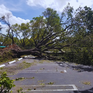emergency tree service richmond va - lee tree service