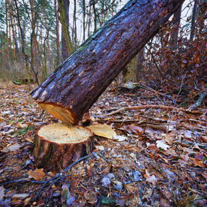 lee tree service - tree removal henrico va - affordable tree service richmond va