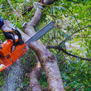 tree trimming richmond va - lee tree service
