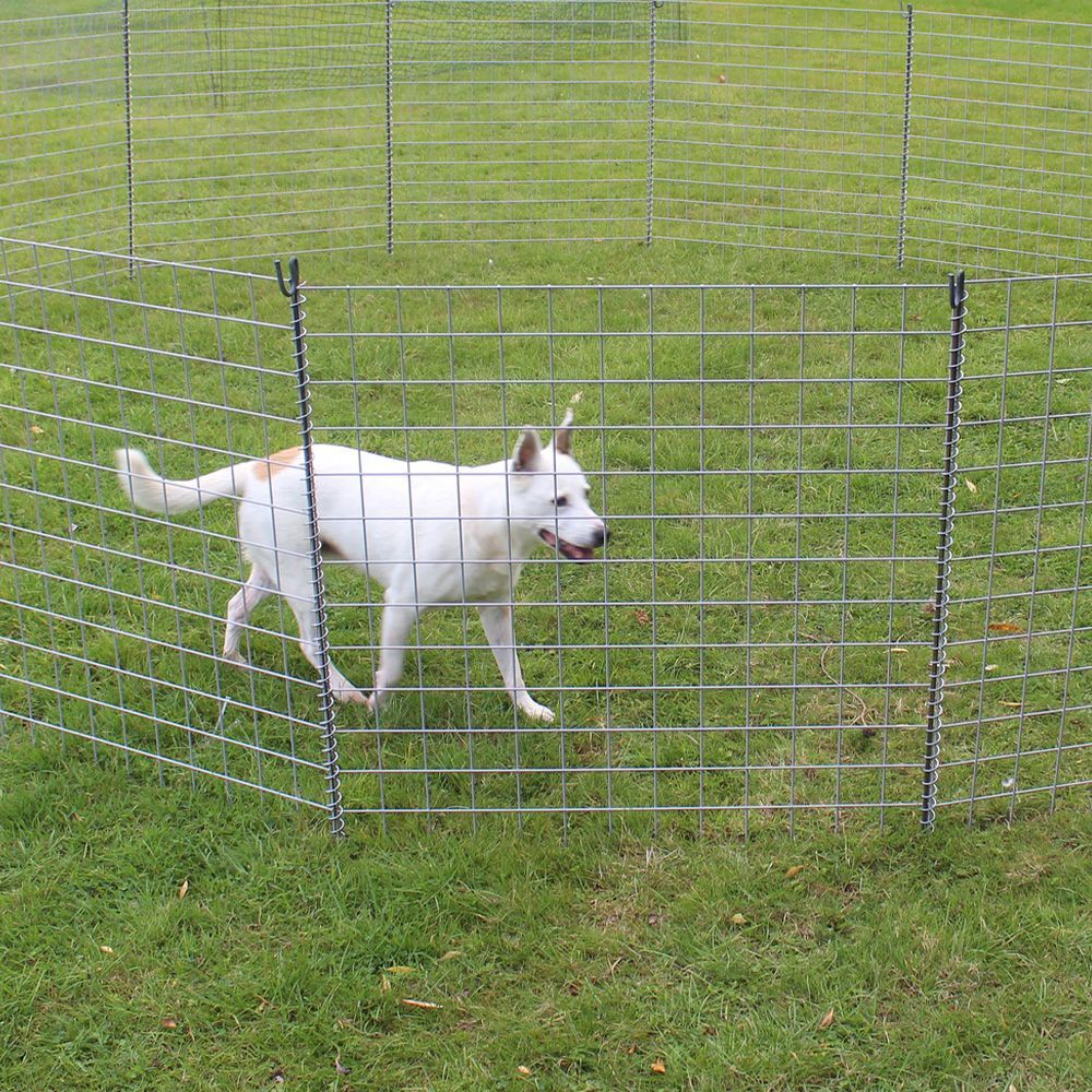 White dog standing inside a wire fence on a grassy field, with tongue out.