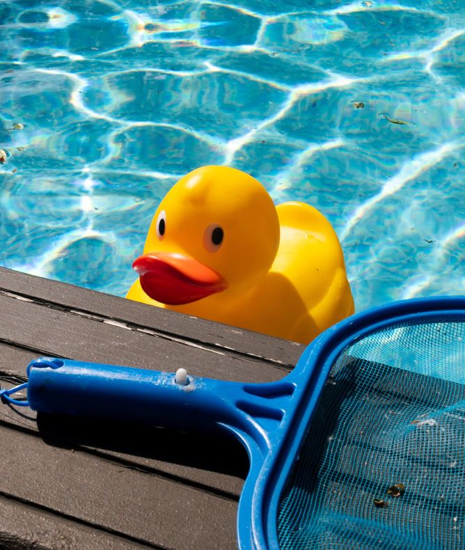 Yellow rubber duck floating in a blue swimming pool beside a blue net skimmer