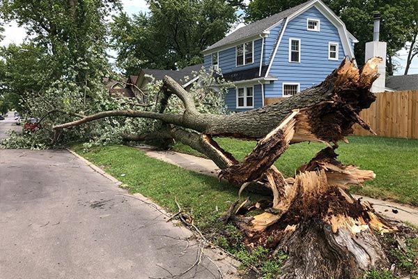 emergency tree services arnold mo