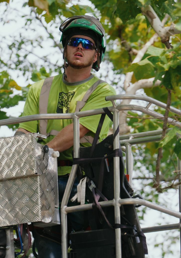 OLI Arborist working in Godfrey, IL