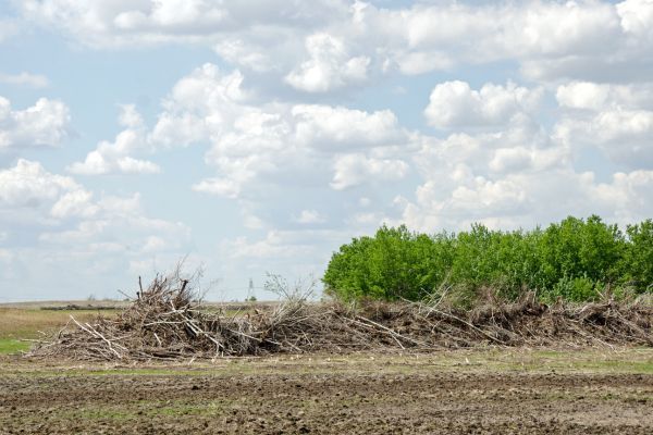 lot and land clearing in brighton il 