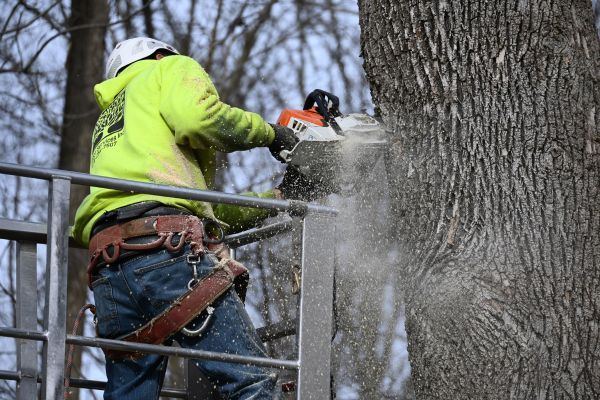 A man is cutting a tree with a chainsaw.