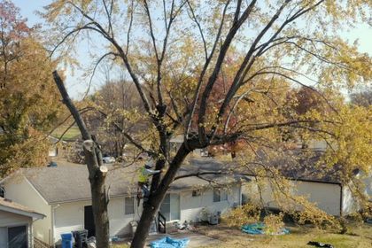 A tree is being cut down in front of a house.