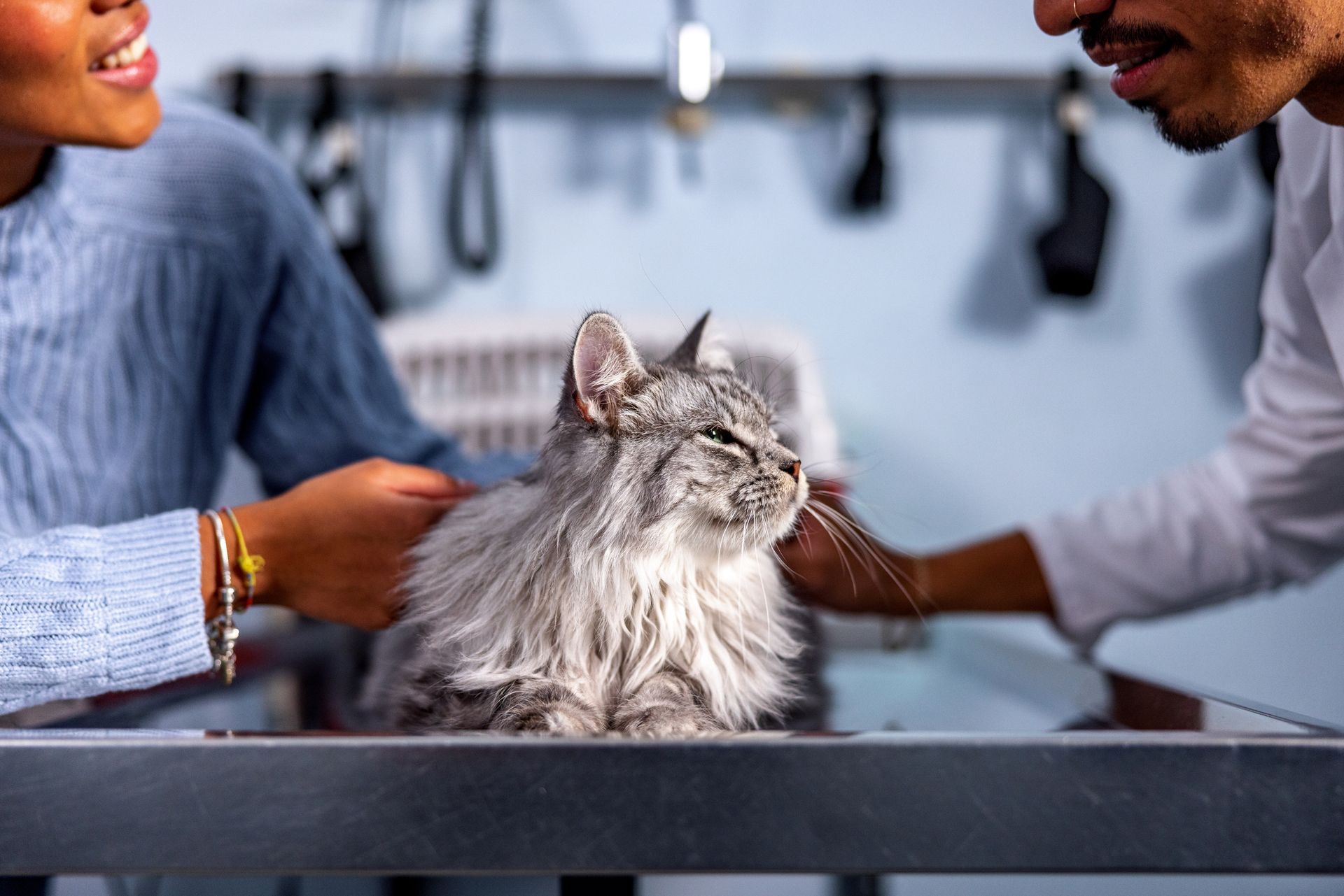 a cat is being examined by a veterinarian in a veterinary clinic . | Wilbraham, MA | Eastfield Hospital for Animals a cat is being examined by a veterinarian in a veterinary clinic . | Wilbraham, MA | Eastfield Hospital for Animals