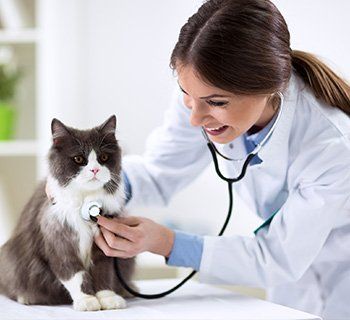 Veterinarian Checking Up on Cat — Wilbraham, MA — Eastfield Hospital for Animals Veterinarian Checking Up on Cat — Wilbraham, MA — Eastfield Hospital for Animals
