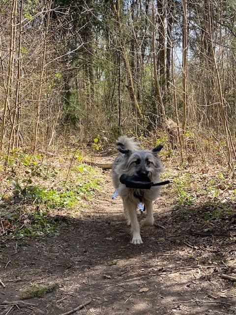 Hundegerechte Auslastung Hundegerechte Auslastung