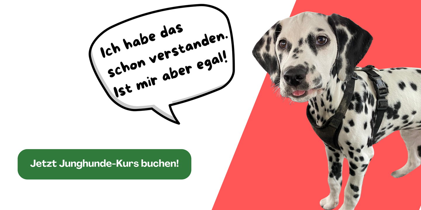 Junghund Kurs buchen