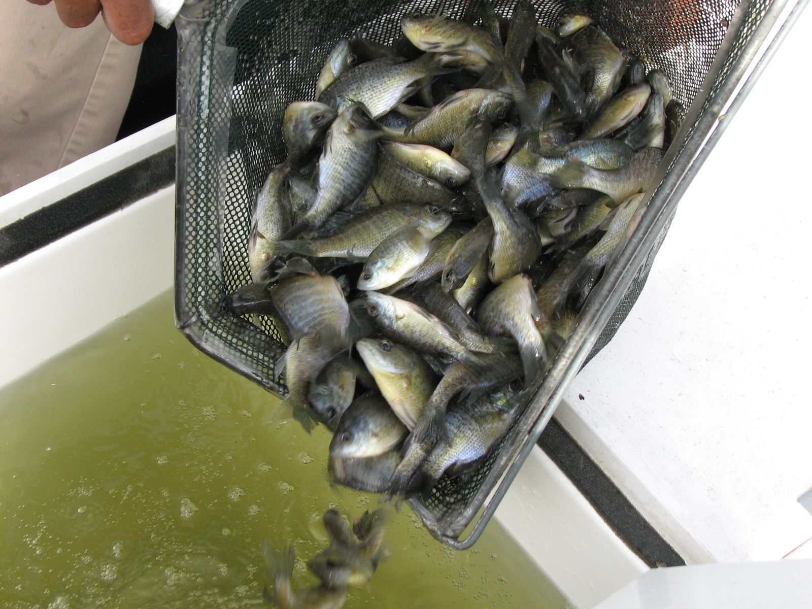 Fish Stocking