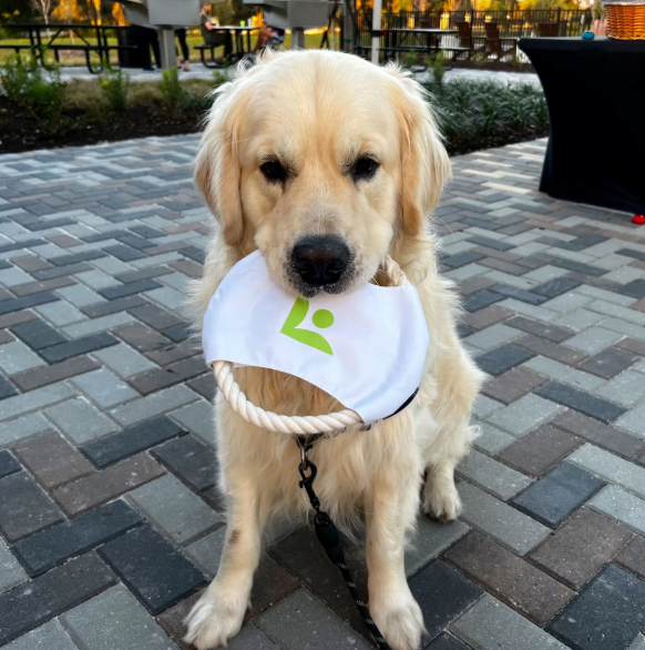 Golden retriever puppy wearing a white bib with green logo, sitting on a paved outdoor patio.