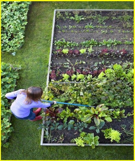 Woman tending a rectangular raised garden bed of vegetables, in a green yard.