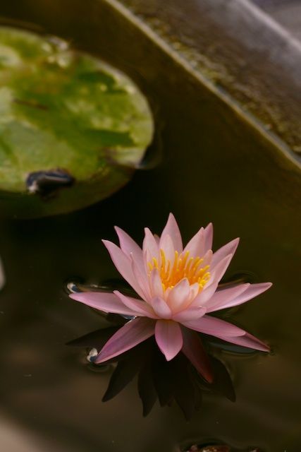 The University of Florida Campus: Visit the UF during your stay at The Laurel Oak Inn