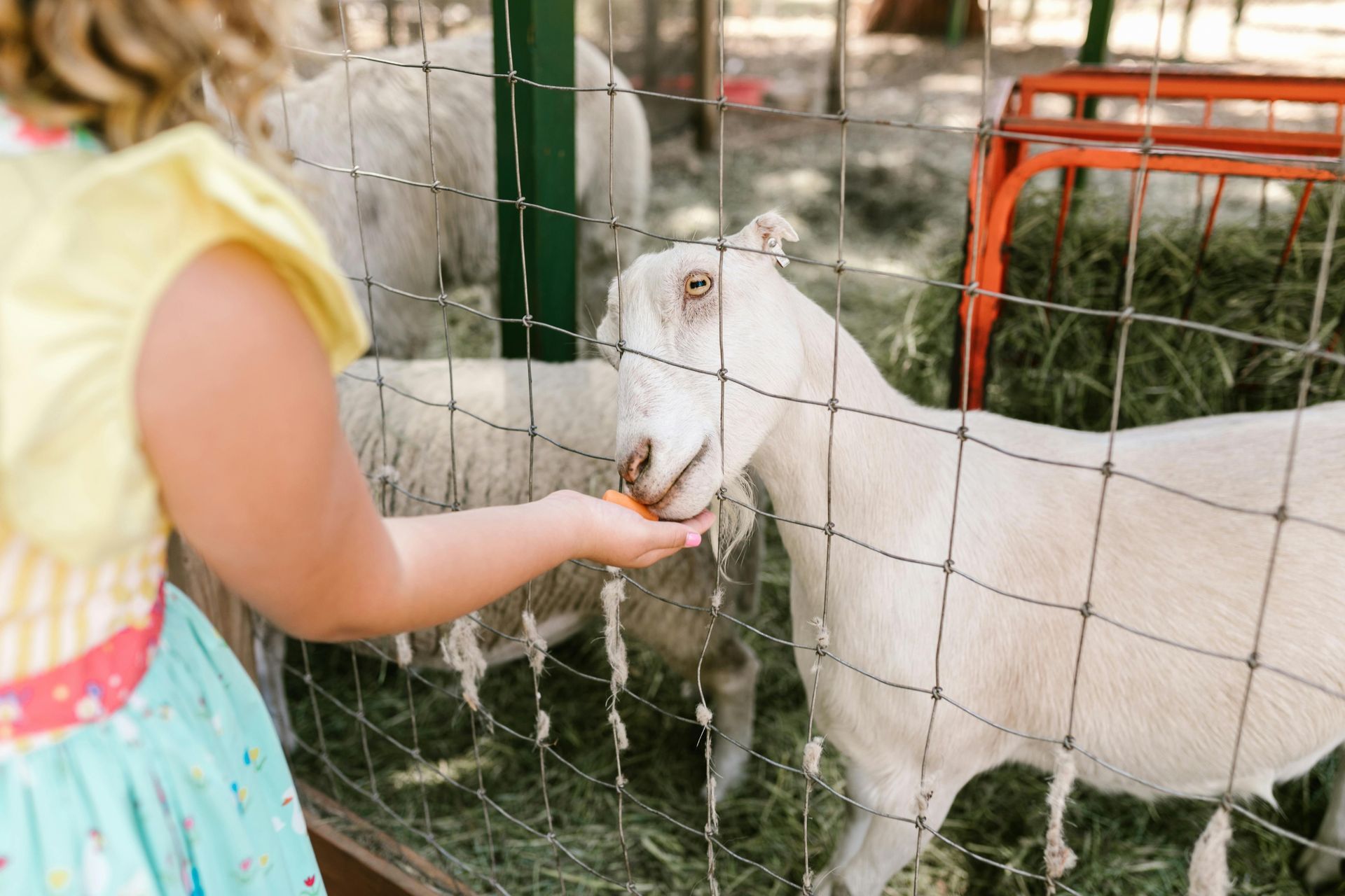 Barnyard Buddies: A Hands-On Farm Experience for Families at Morningside Nature Center
