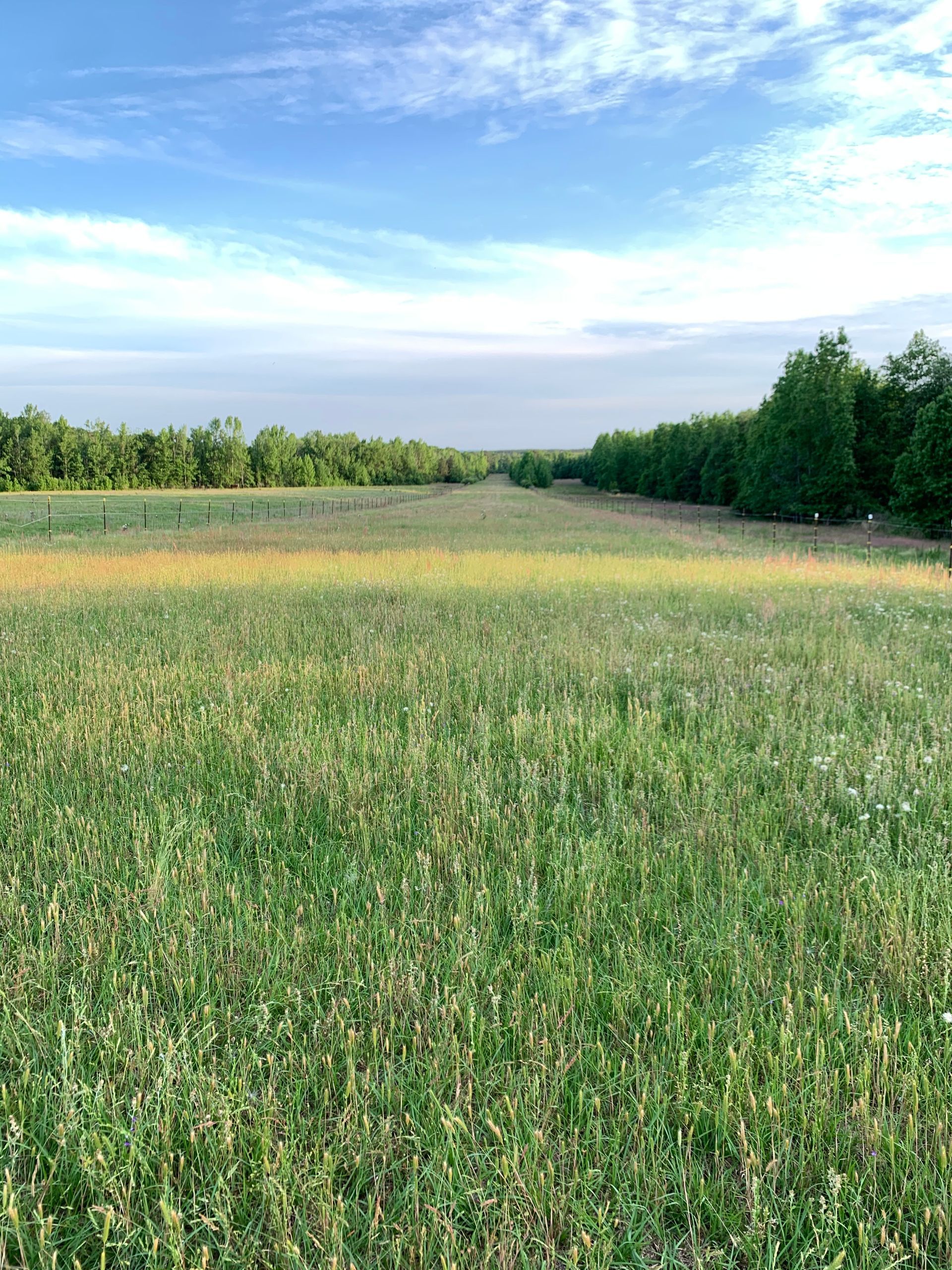 Grassy field with trees lining the horizon under a bright blue sky with scattered clouds
