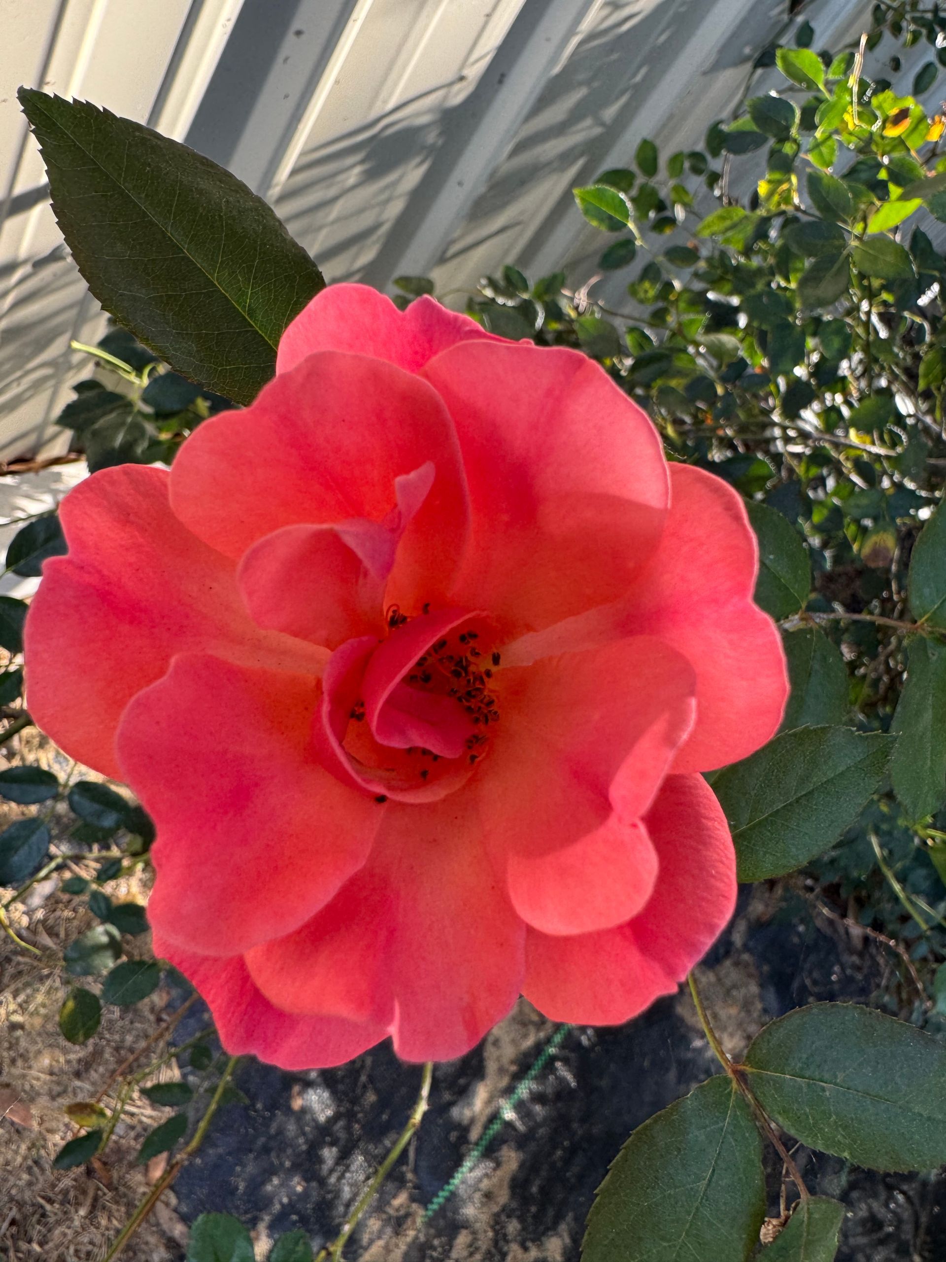 Close-up of a bright pink rose blooming in a garden near a house wall.