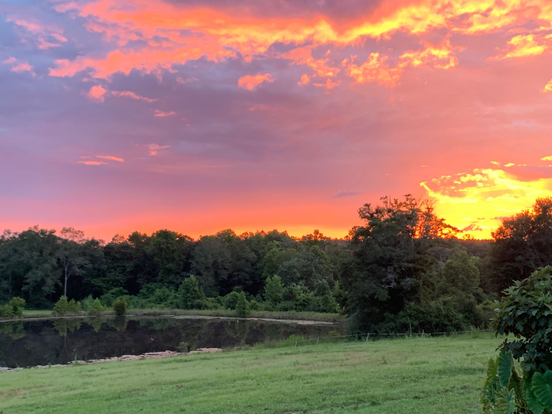 Sunset over a tree-lined pond with a pink-orange sky and grassy foreground