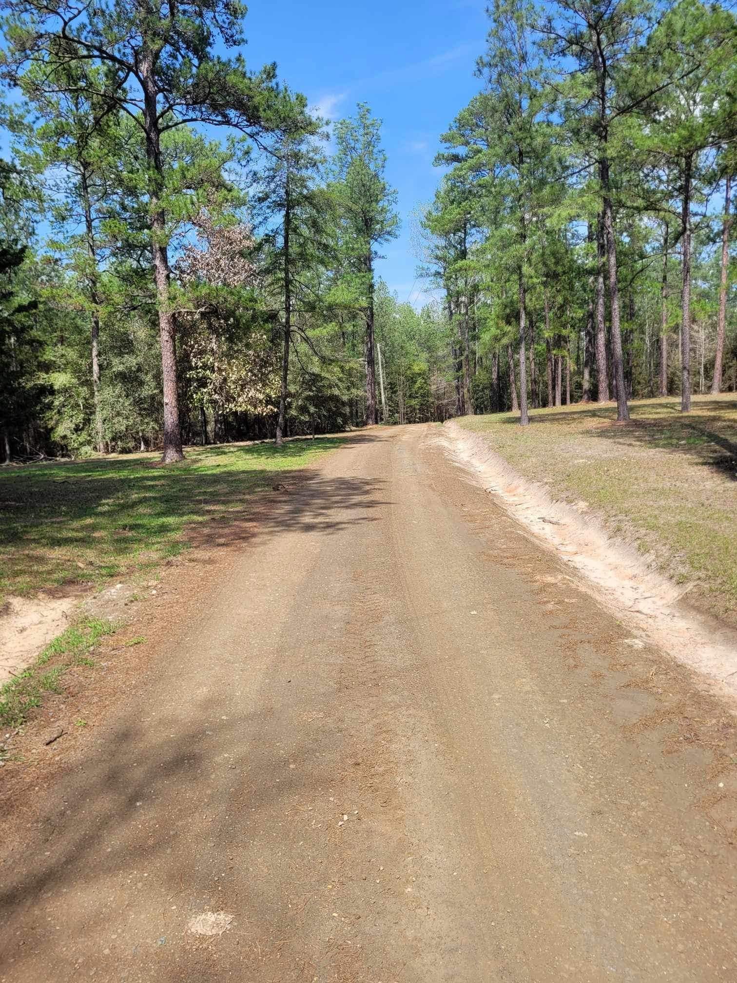 Dirt road curving through a sunny pine forest under a clear blue sky