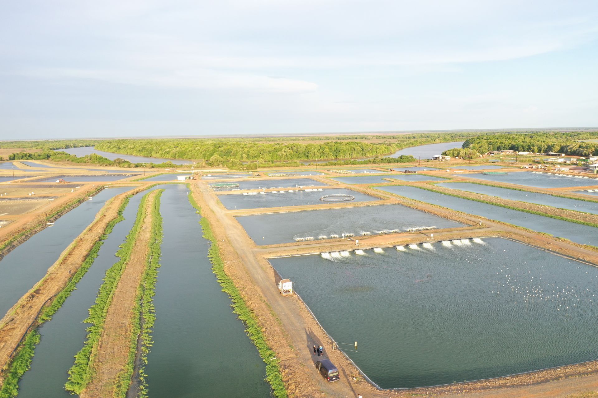 An aerial view of rectangular aquaculture ponds separated by dirt pathways, with a dense forest line in the background.