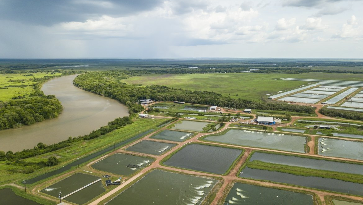 An aerial view of a fish or shrimp farm with rectangular ponds next to a winding, muddy river in a green landscape.