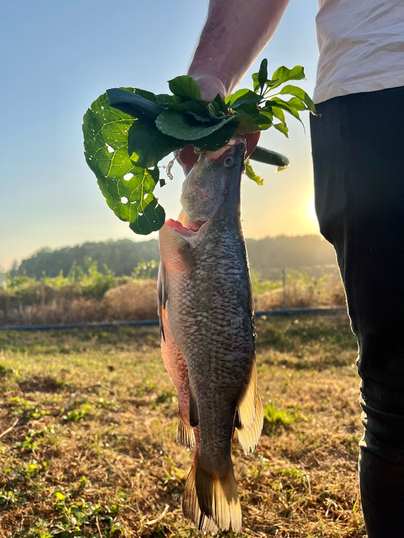 A person holds a freshly caught crappie fish by its mouth against a sunset backdrop over a field.