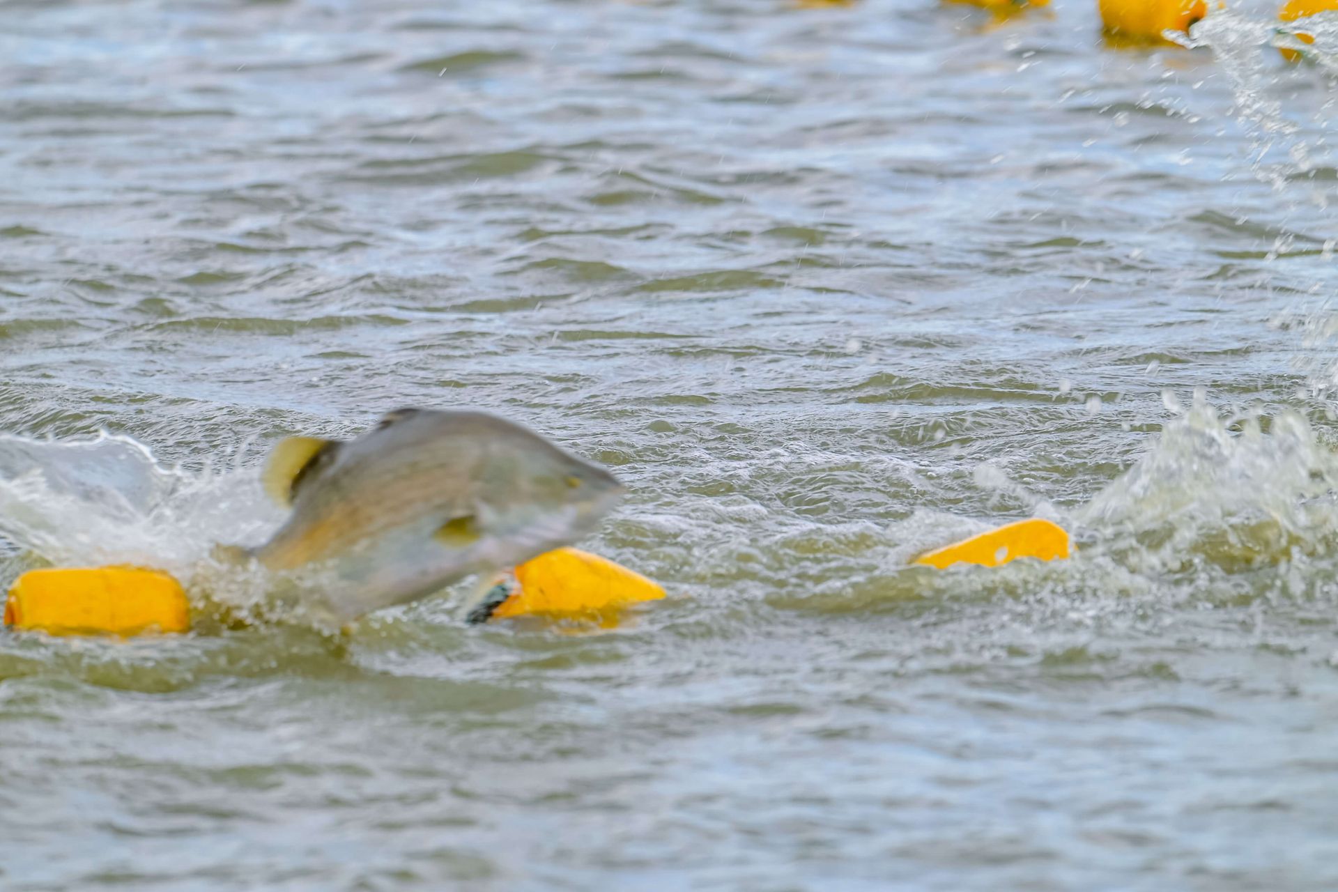 A silver fish sliding out of a metal chute into a blue container, with a person in a bright yellow shirt blurred behind.