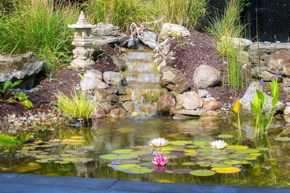 Bassin de jardin avec nénuphars, nénuphars roses, rochers et une petite cascade au milieu de la verdure.