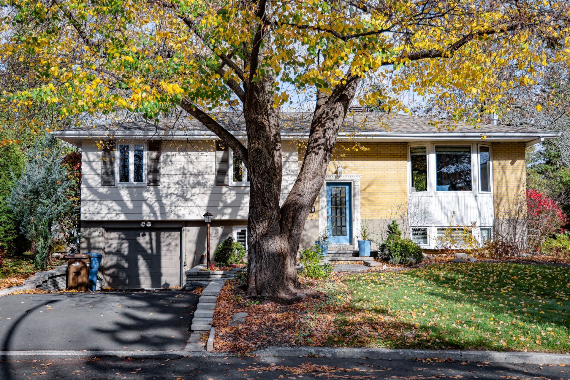 Maison de banlieue à paliers multiples avec un grand arbre, une allée et des feuilles d'automne dans la cour avant