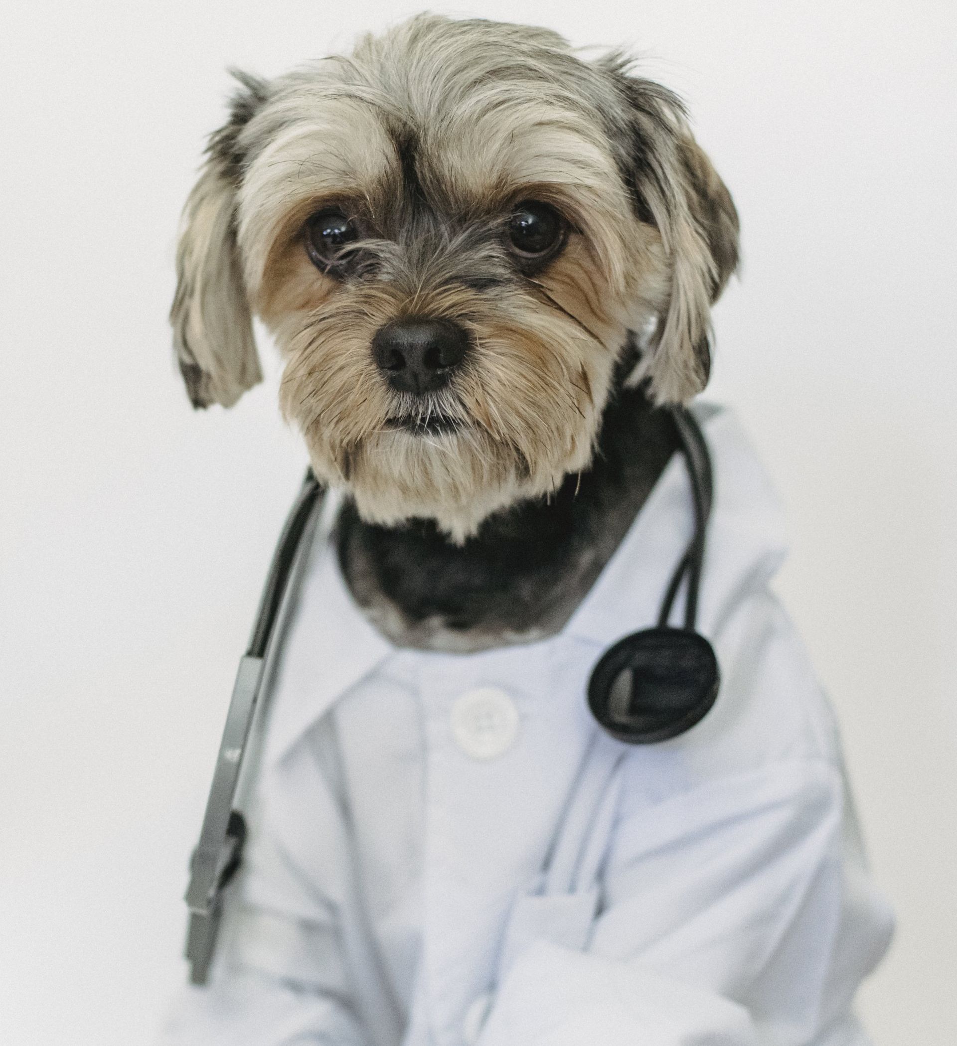 A dog dressed as a doctor with a stethoscope around its neck