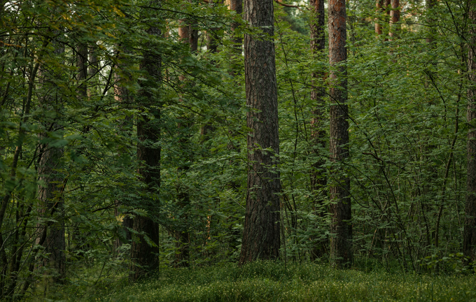 Winding road through lush green forest and deforested hills under a cloudy sky.
