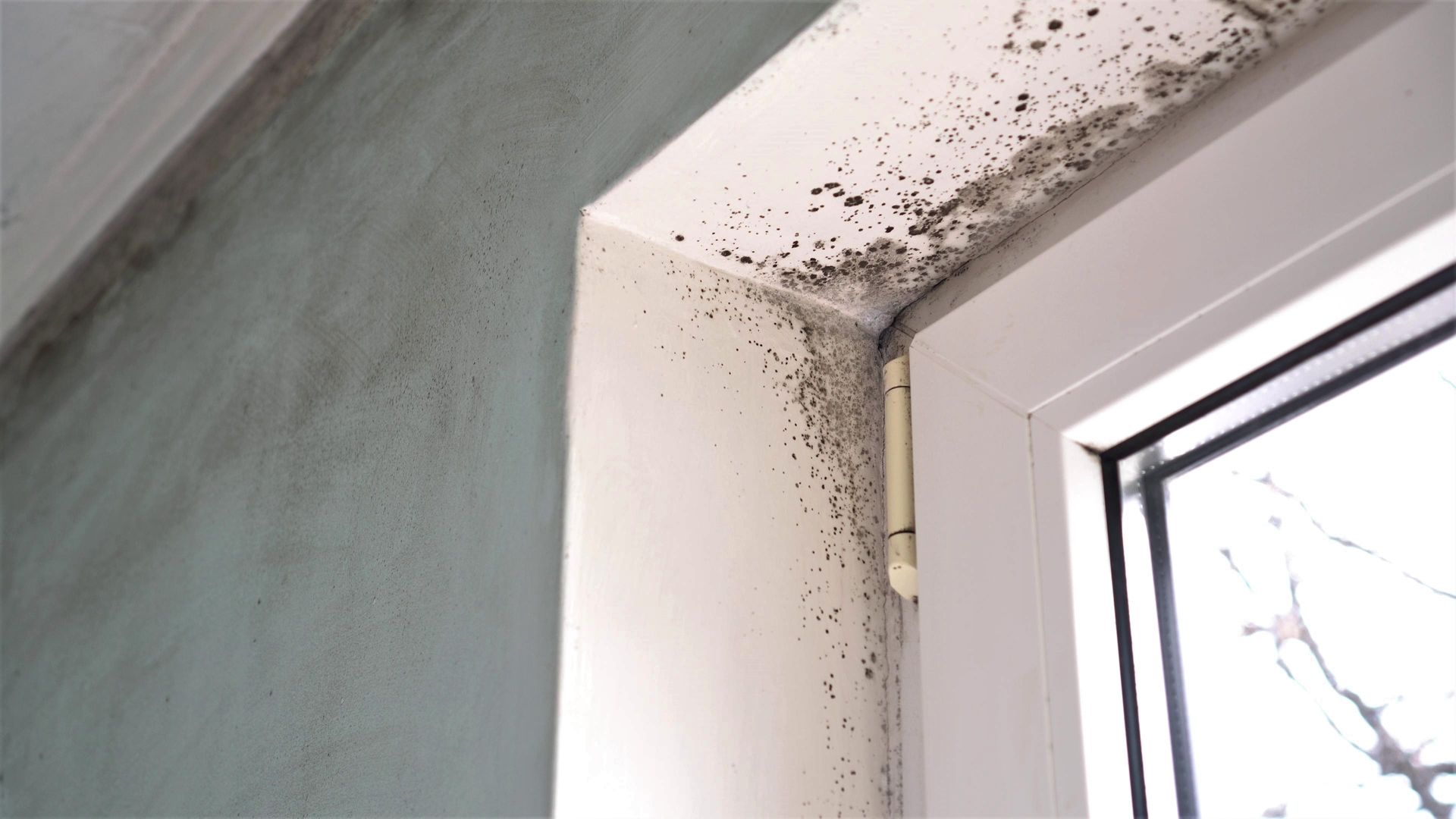 Mold Spores — Shakopee, MN — Breathe Right