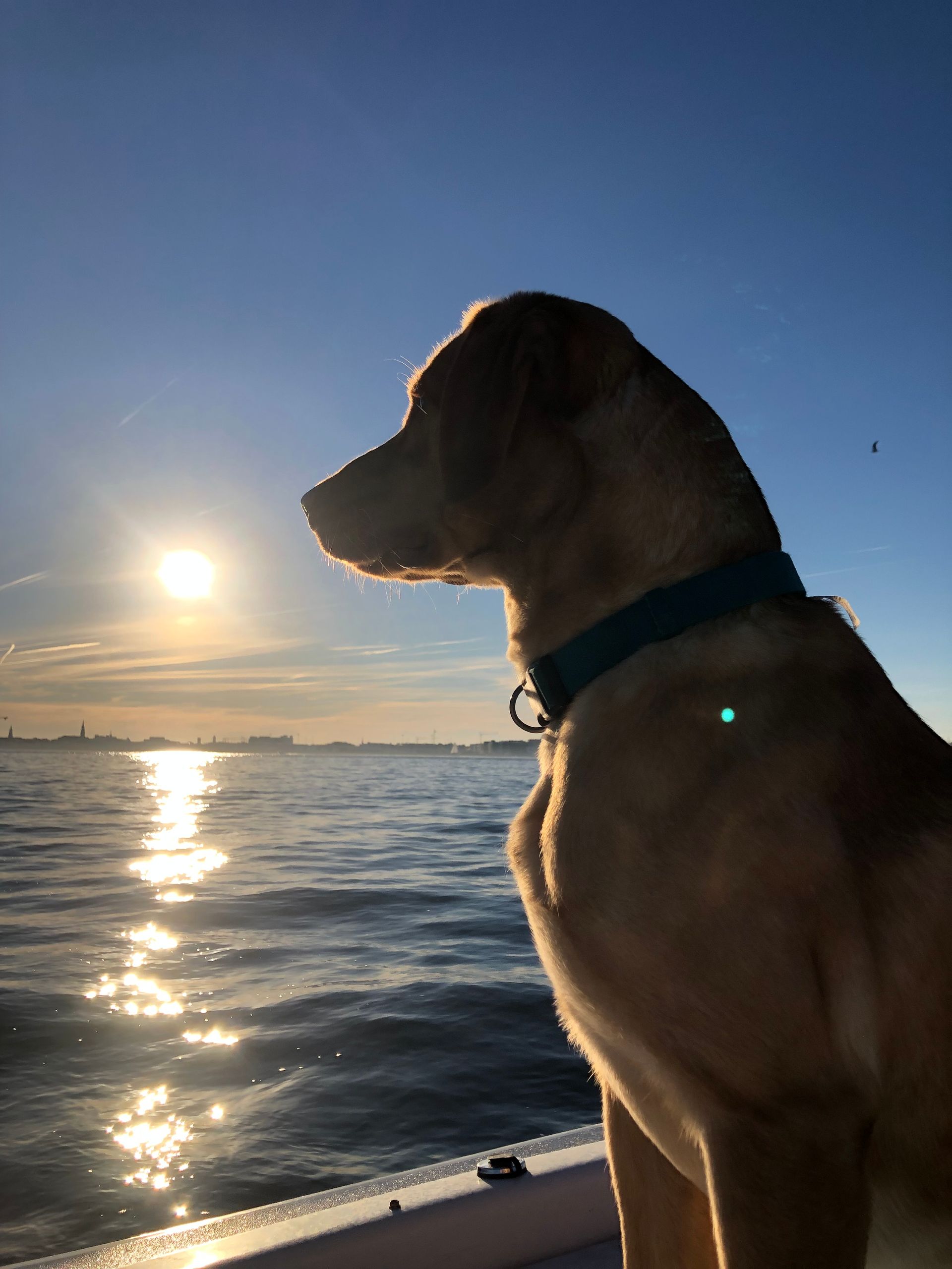A dog is sitting on a boat looking at the ocean.