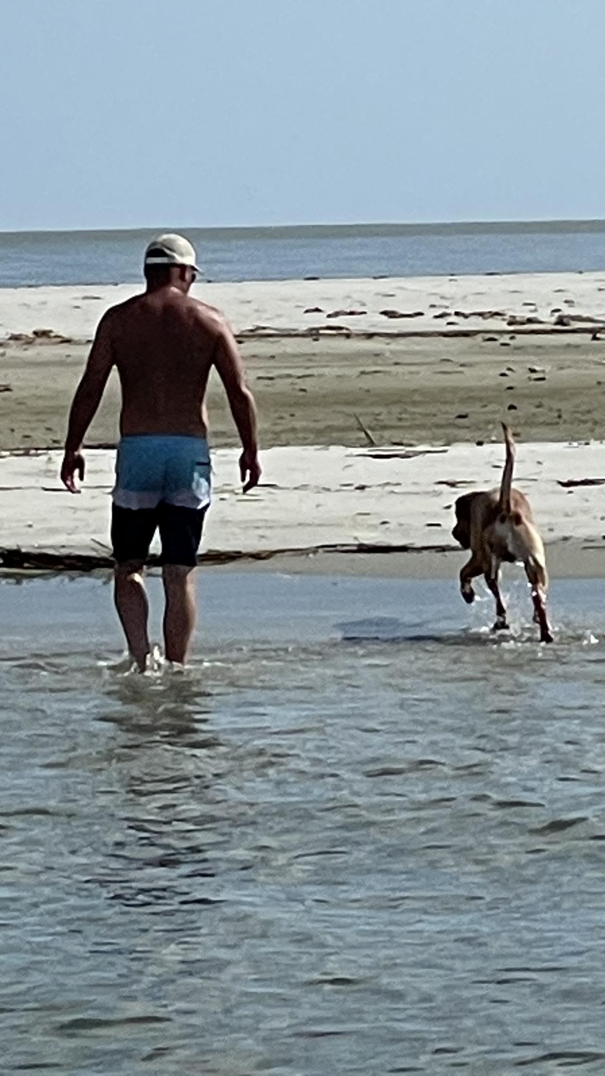A man and a dog are walking in the water on the beach