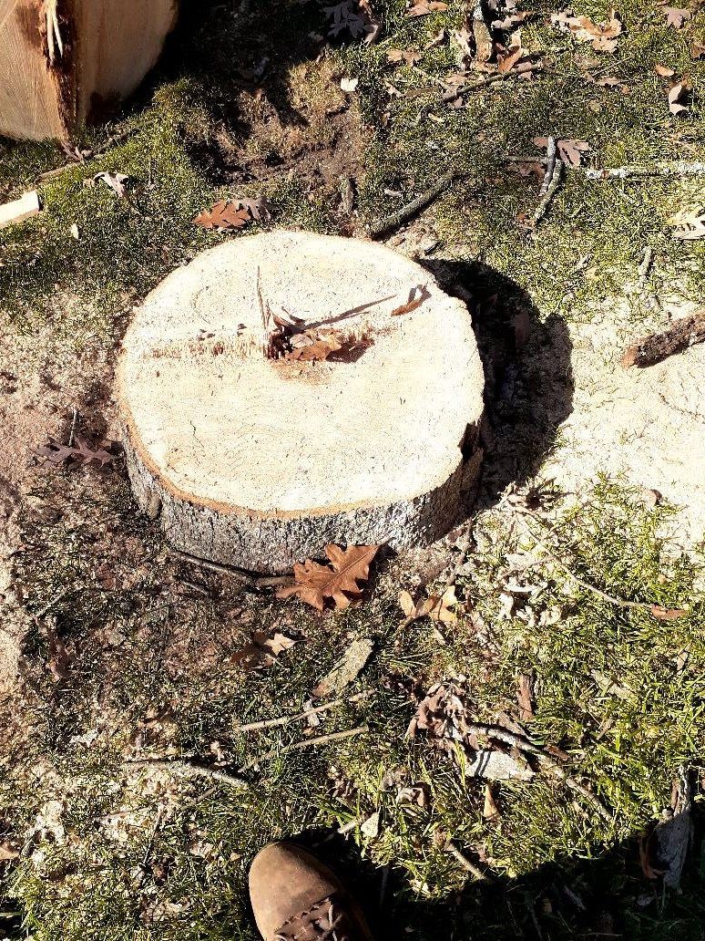 Stump - Clarkston, MI - Logan’s Tree & Landscaping