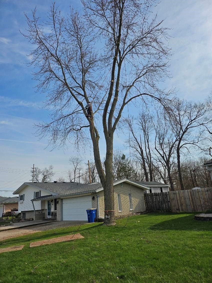 A large tree is in the middle of a lush green yard in front of a house.