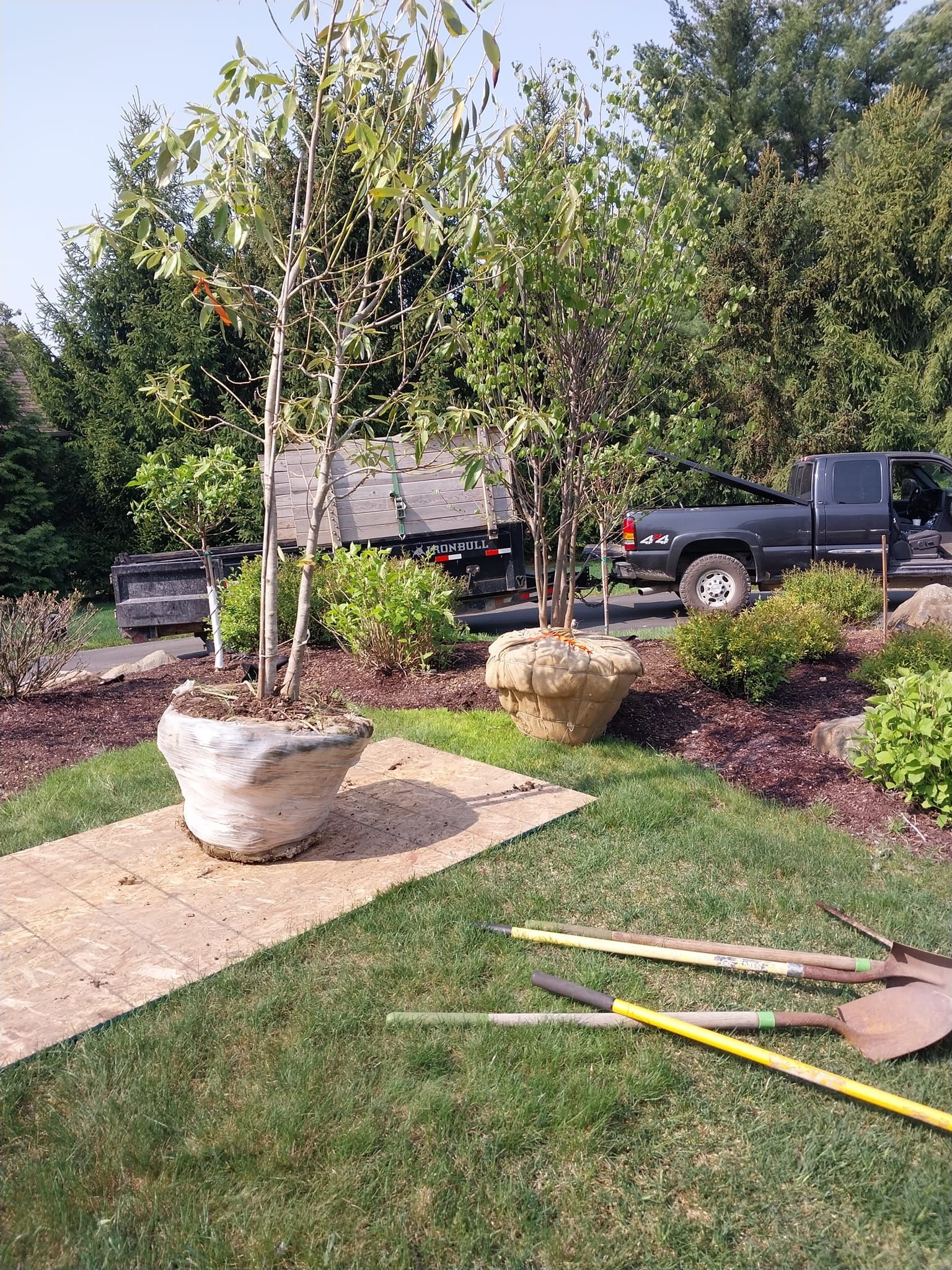Tree Inside Pot - Clarkston, MI - Logan’s Tree & Landscaping