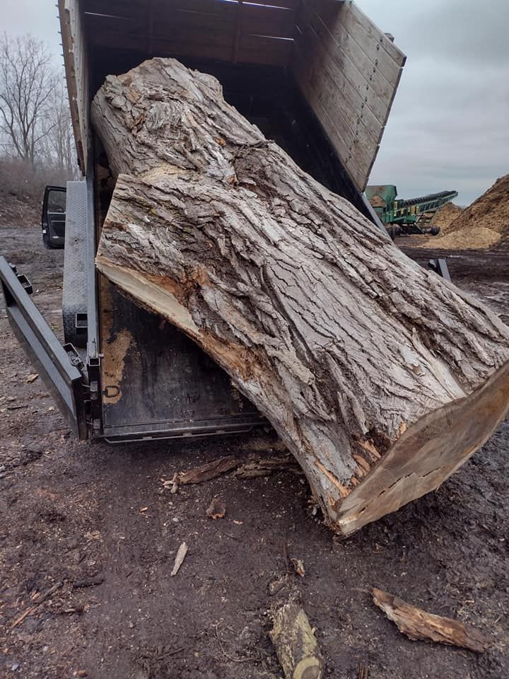Large tree trunk being dumped from a truck onto a muddy ground, wood chips in background.