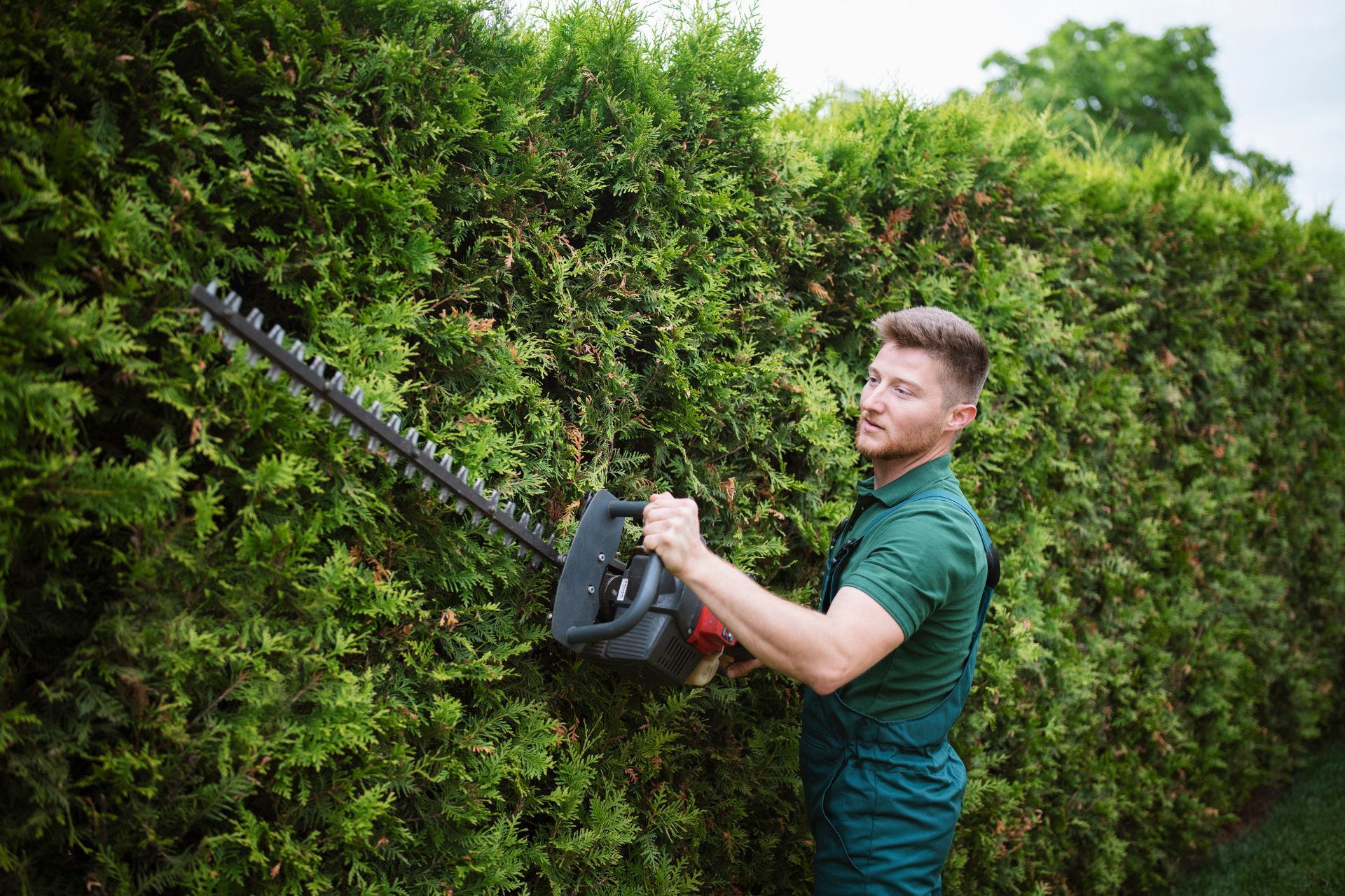 A professional gardener uses a power saw to trim a hedge as part of a residential tree service.