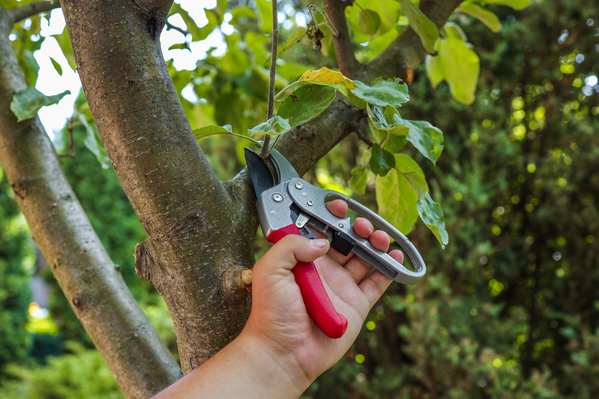 Hand using pruning shears to trim a small tree branch amid green foliage. Hand using pruning shears to trim a small tree branch amid green foliage.