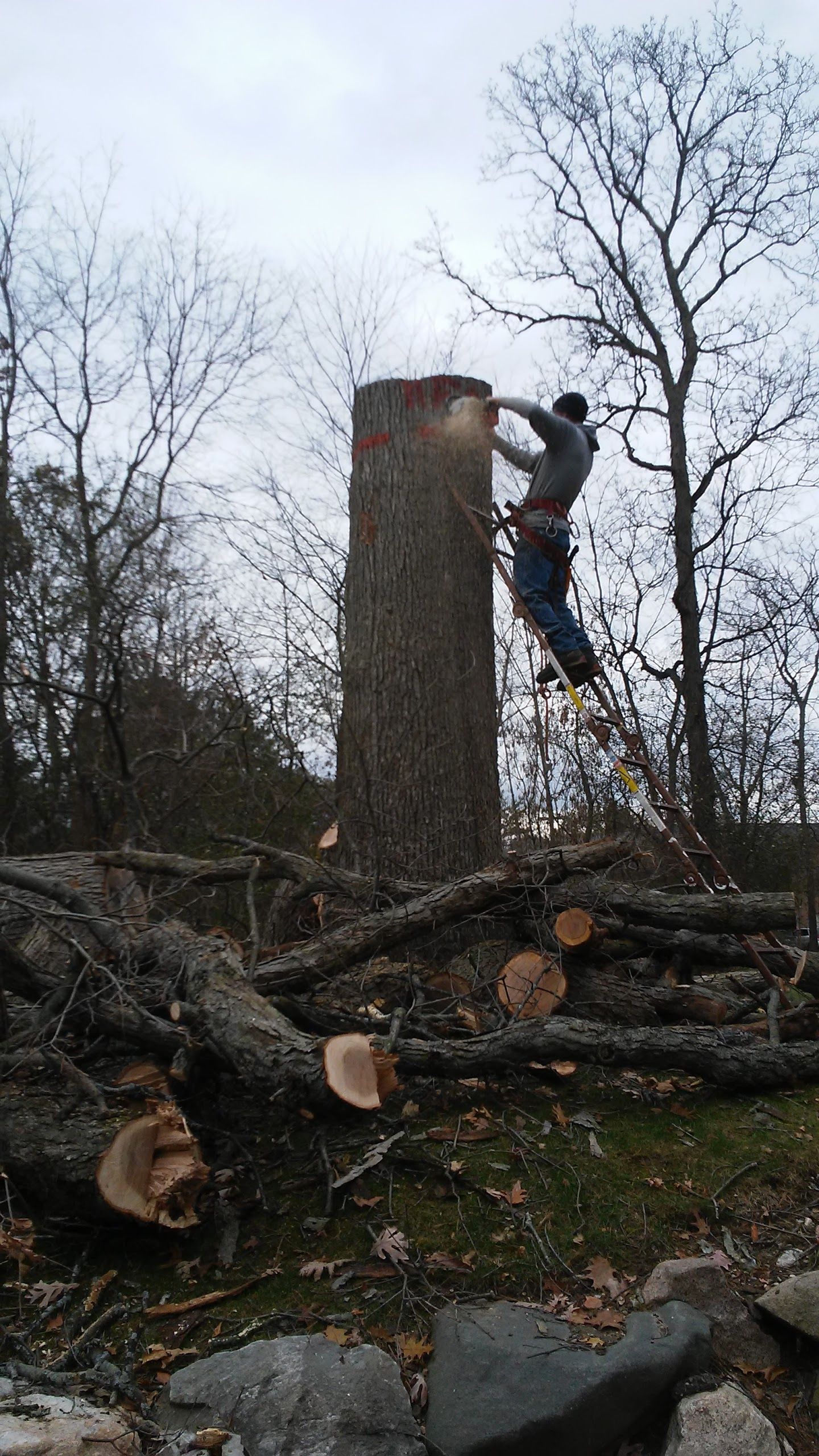 Man Cutting Tree - Clarkston, MI - Logan’s Tree & Landscaping