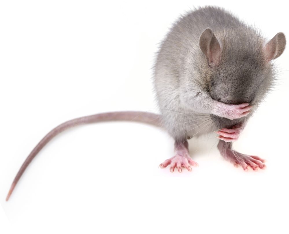 Venice Rodent Control