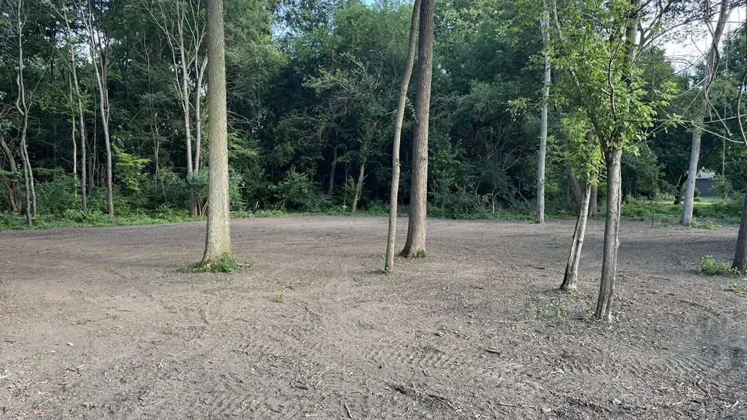 Sparse dirt clearing with several tall trees and dense green forest in the background