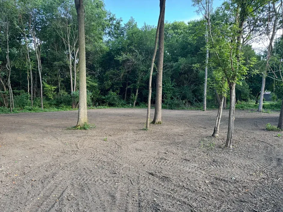 Sparse forest clearing with tall trees and a bare dirt ground