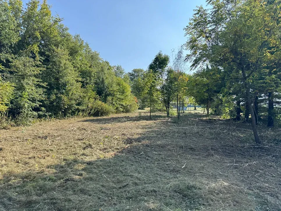 Cleared grassy path through trees under a clear blue sky