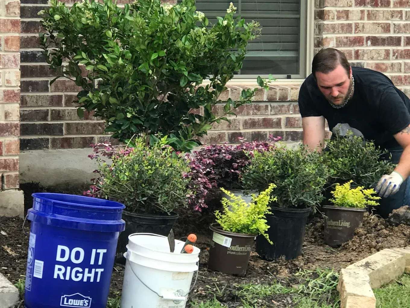 Man planting shrubs in a front garden beside blue and white buckets and a brick house