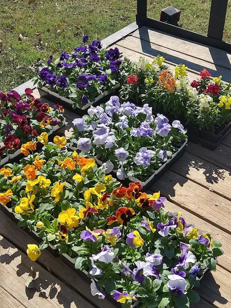 Colorful pansies in raised flower boxes on a sunny patio beside a lawn