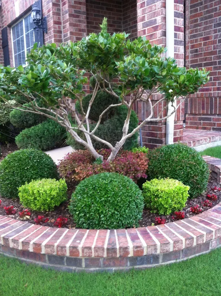 Small ornamental tree and manicured shrubs in a brick-lined front yard garden bed